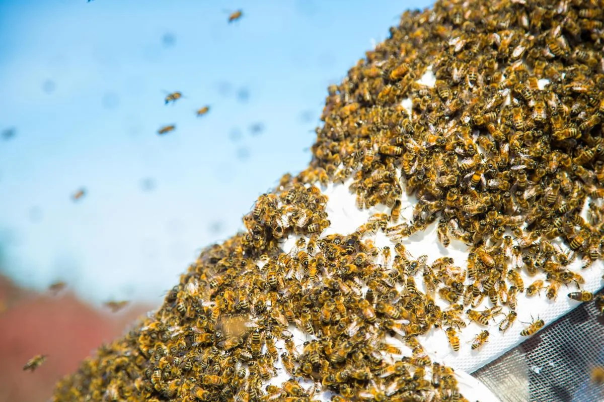 Swarms of bees can electrify the atmosphere, researchers find