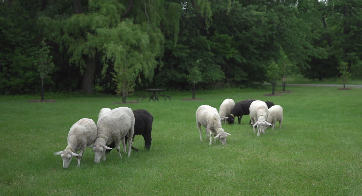 Des « moutons-tondeuses » de passage à Montréal
