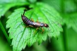 Creepy? Maybe. Crawly? Sure. But here's how earwigs can help you out