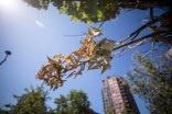 Vancouver trees dry out as heat wave continues to take its toll