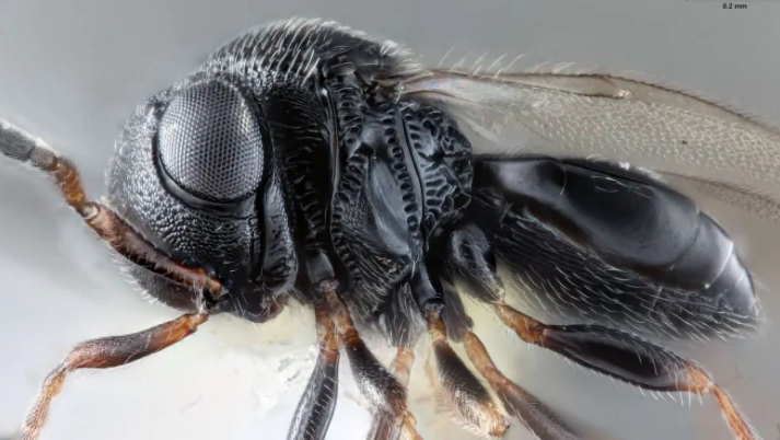  Samurai wasps invade Canada, and that might be good thing
