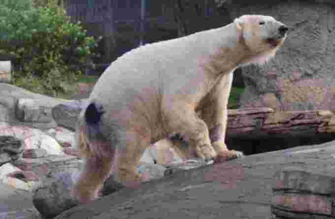 Dyed-fur polar bear/San Diego Zoo Wildlife Alliance