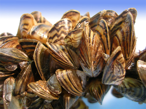 MétéoMédia - Invasive Species You May Not Know That Threaten Canada’s ...