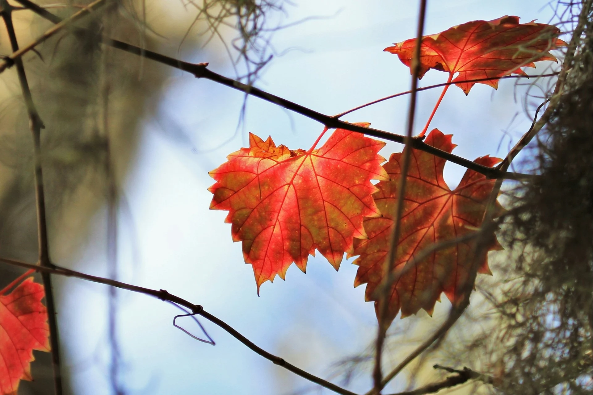 feuilles automne rouges