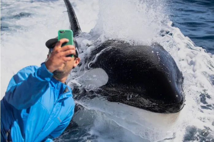 Tour guide snaps magical selfie with friendly orcas