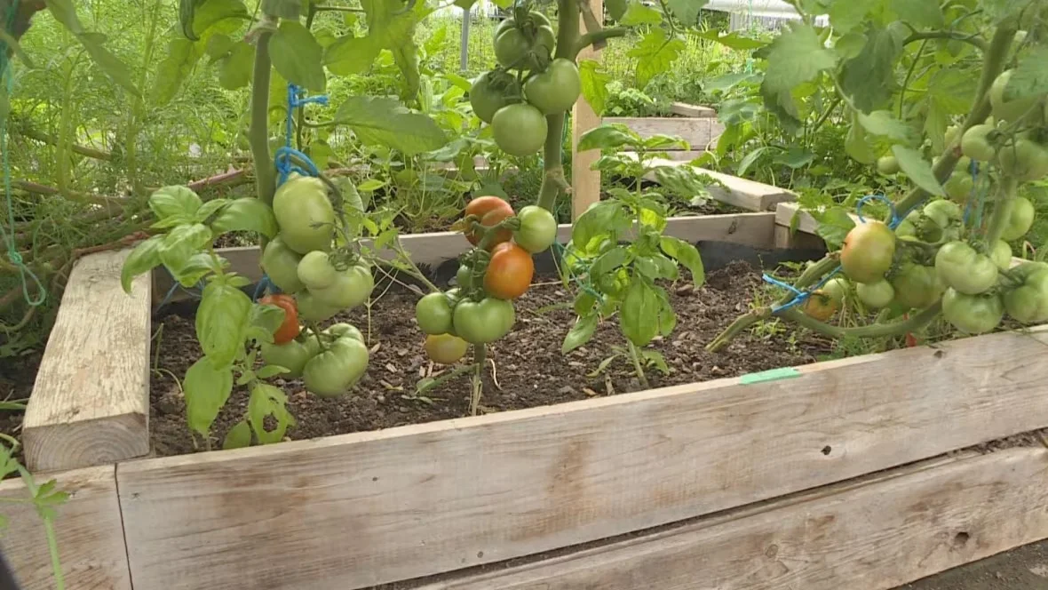 tomatoes-at-hayes-farm/Lars Schwarz/CBC
