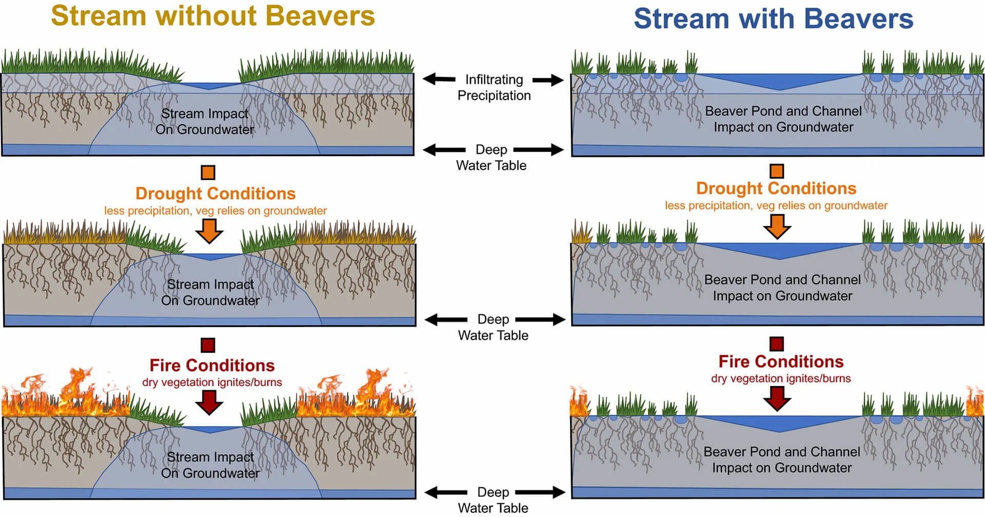 Conceptual model of vegetation response to normal conditions (top), drought (middle), and fire (bottom) in creeks with (right) and without (left) beavers. (esajournals.onlinelibrary.wiley.com)