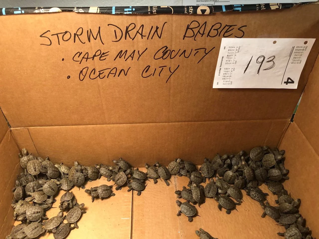 Storm drain rescue turtles/Lester Block
