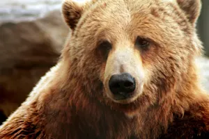 Winnipeg ne veut pas dire Winnie l'ourson! Voici pourquoi.