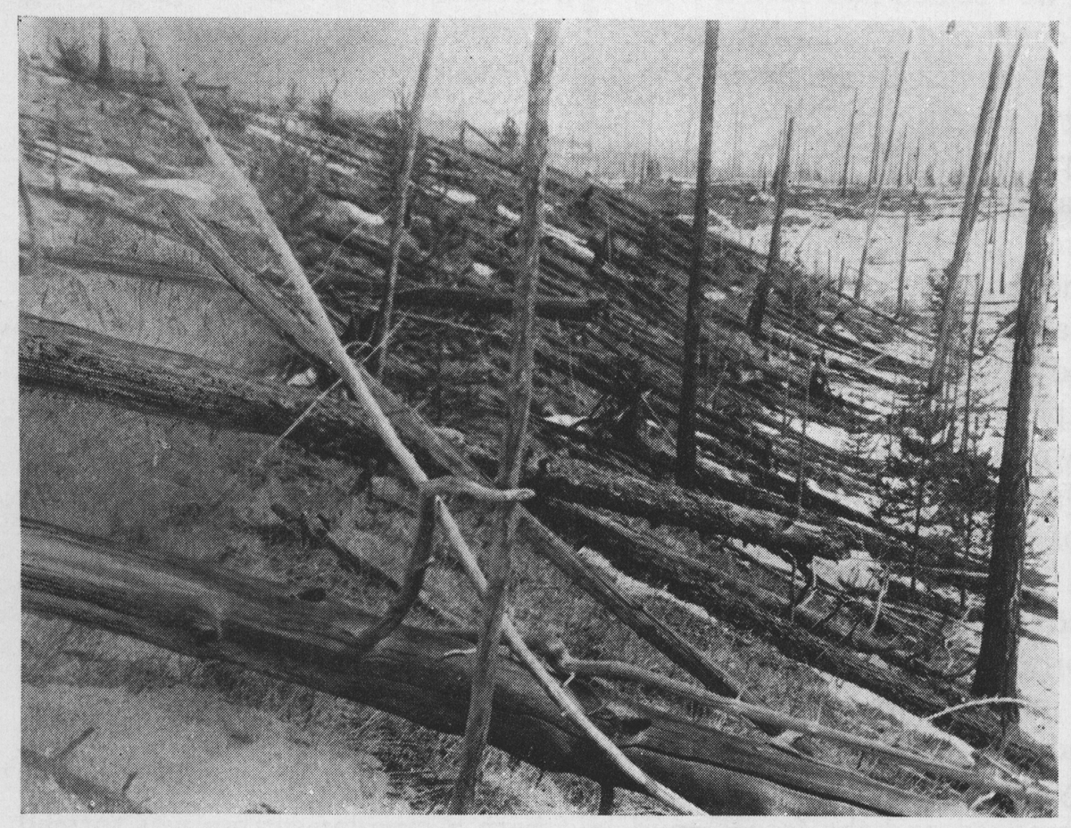 Tunguska event fallen trees-Wikimedia