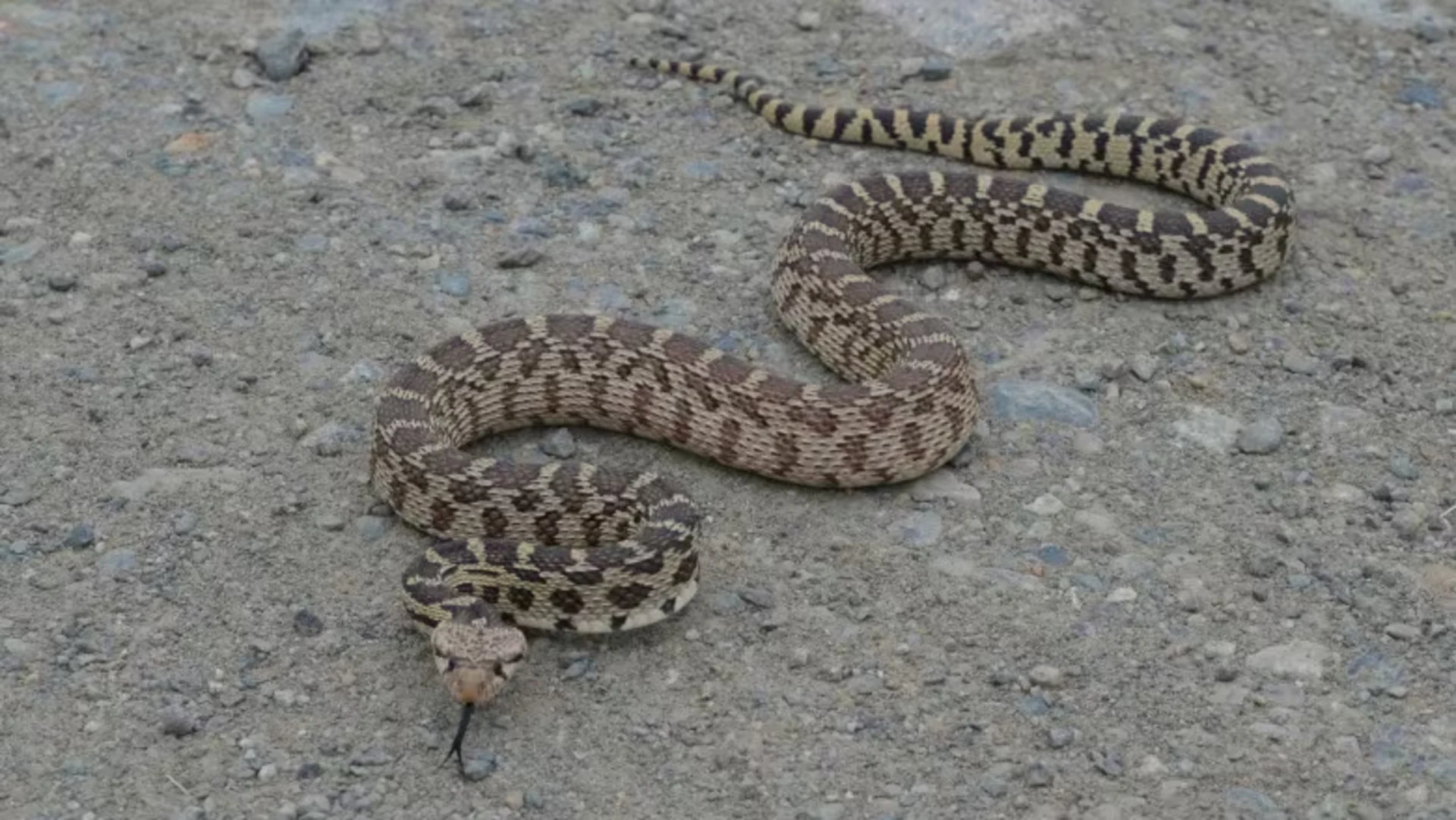 Hot weather waking B.C. snakes from their slumber. Here's how to identify them
