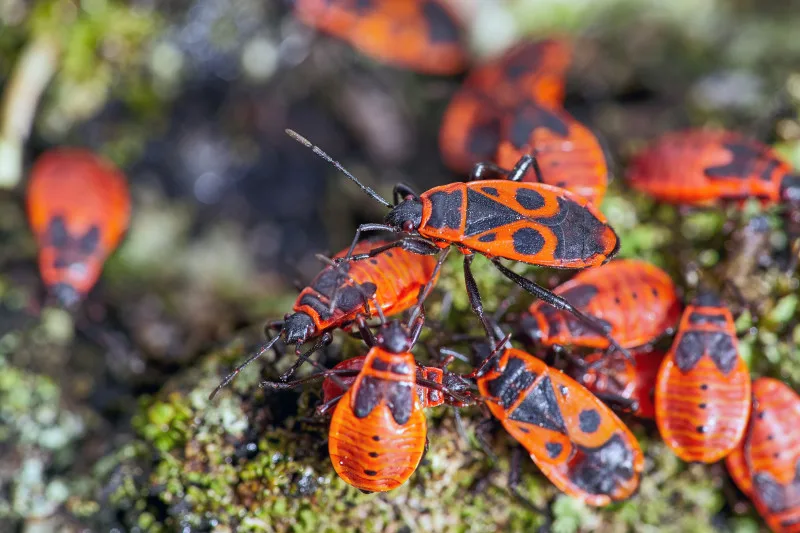 The next invasion of insect pests will be discovered via social media