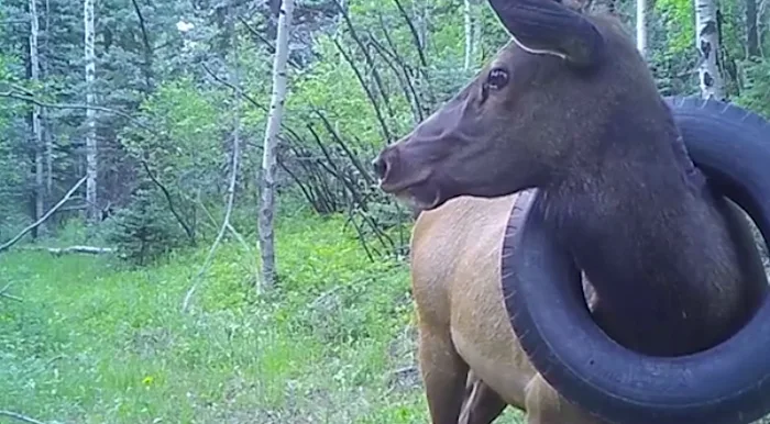Officials free elk from a tire that was wrapped around its neck for two years
