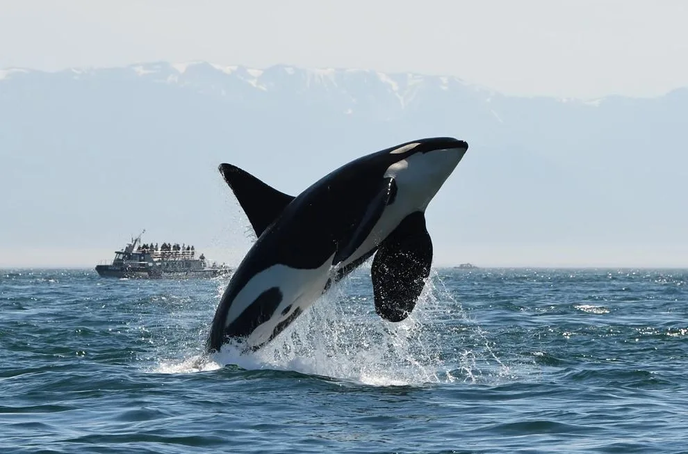 K25 killer whale breach Whale institute Dave Ellifrit