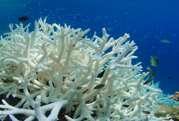 Great Barrier Reef endures third mass bleaching event in five years