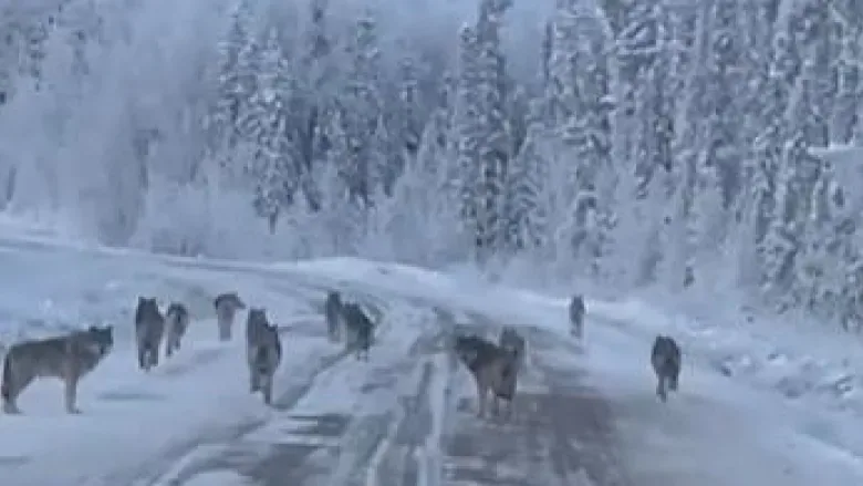 'That is super cool!': N.W.T. man stunned as he films wolf pack in the wild