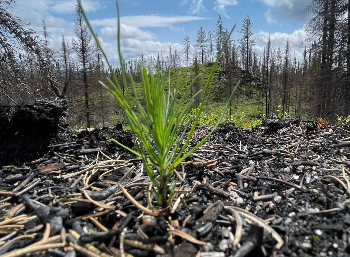 single-seedling-danneyrolles/Victor Danneyrolles via CBC