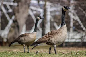 Climate change effects on Canadian wildlife show how vital winter is