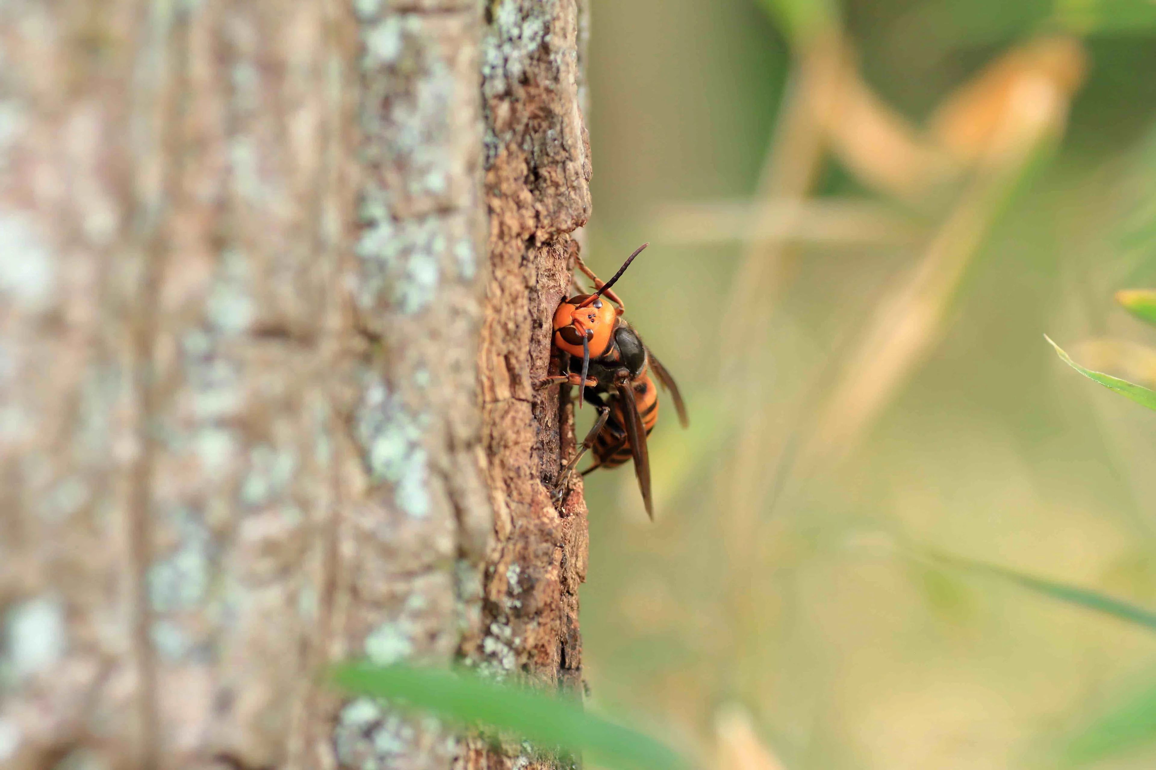 Asian giant hornet/Getty Images