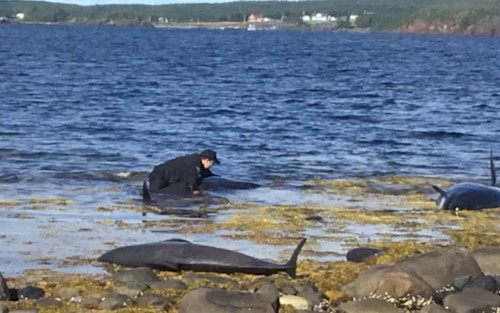 The Weather Network - Conservation officer helps save 7 beached whales