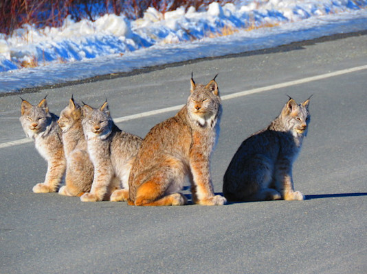 Meteomedia Photos Canada S Wild Cats