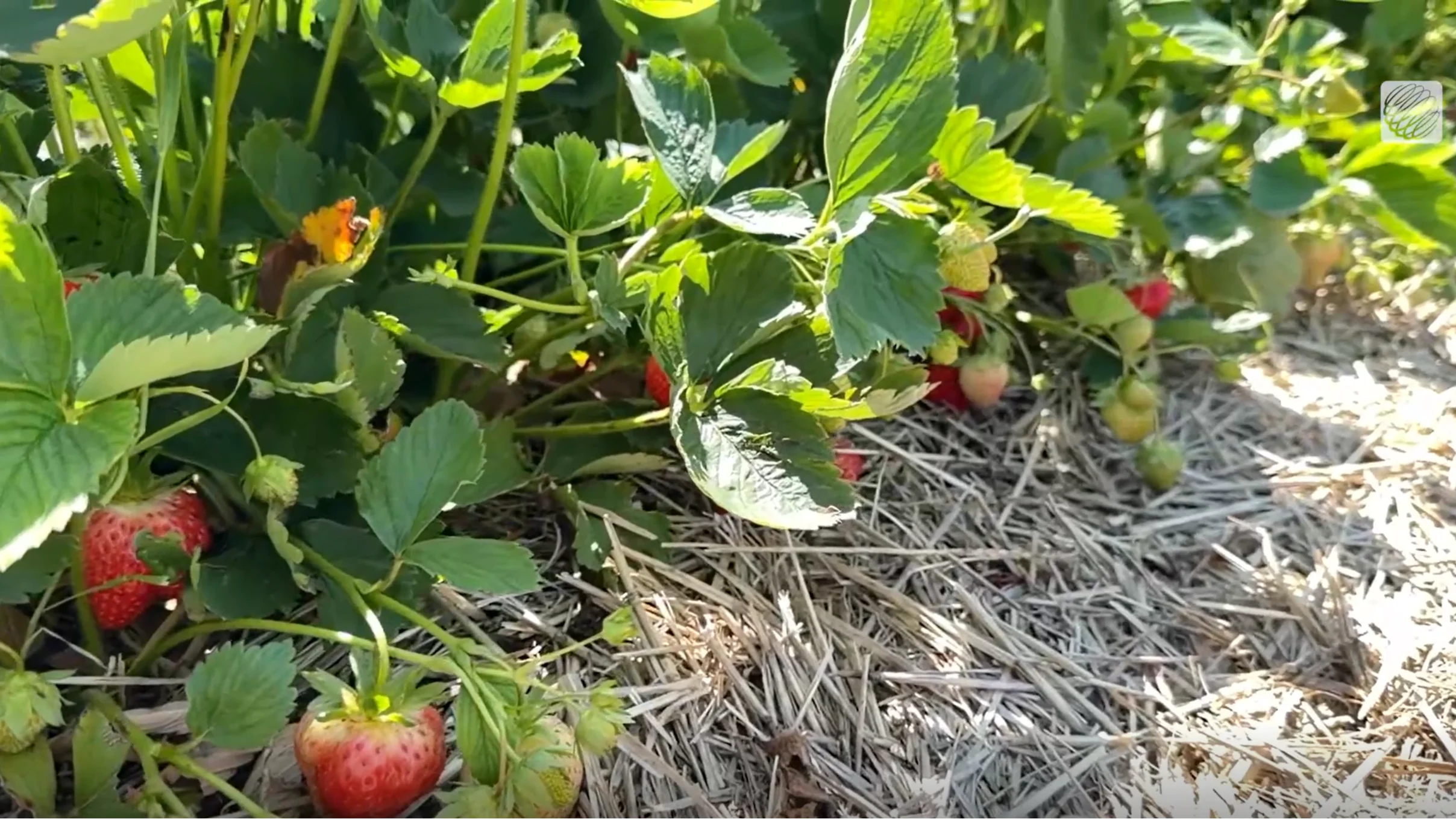 fraises