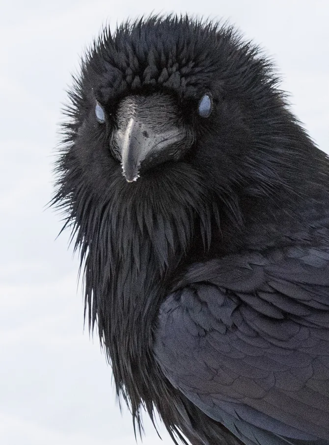 UGC - Paul Lantz - raven