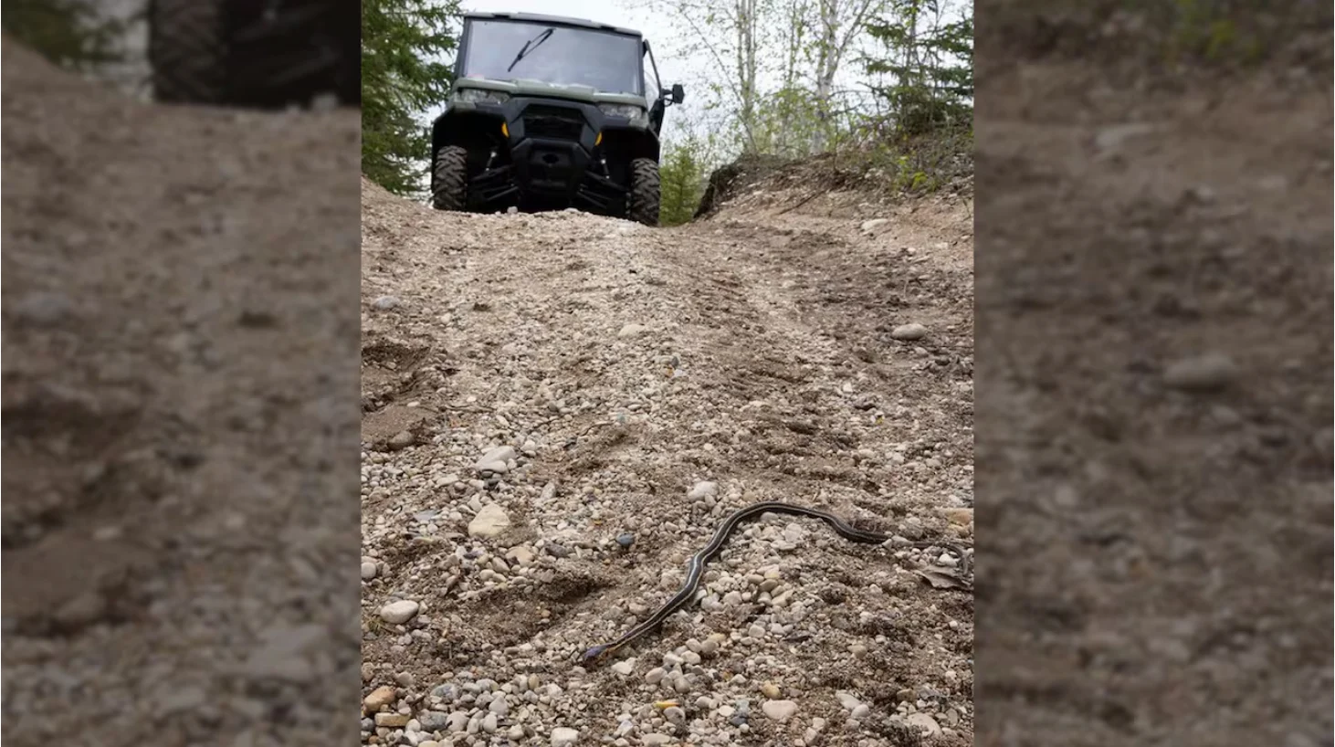 CBC: Roberta Olenick, who started the petition, took this photo in 2022. The All-Terrain Vehicle Association of Manitoba says clubs have been trying to stop people from driving in non-designated pathways. (Roberta Olenick)