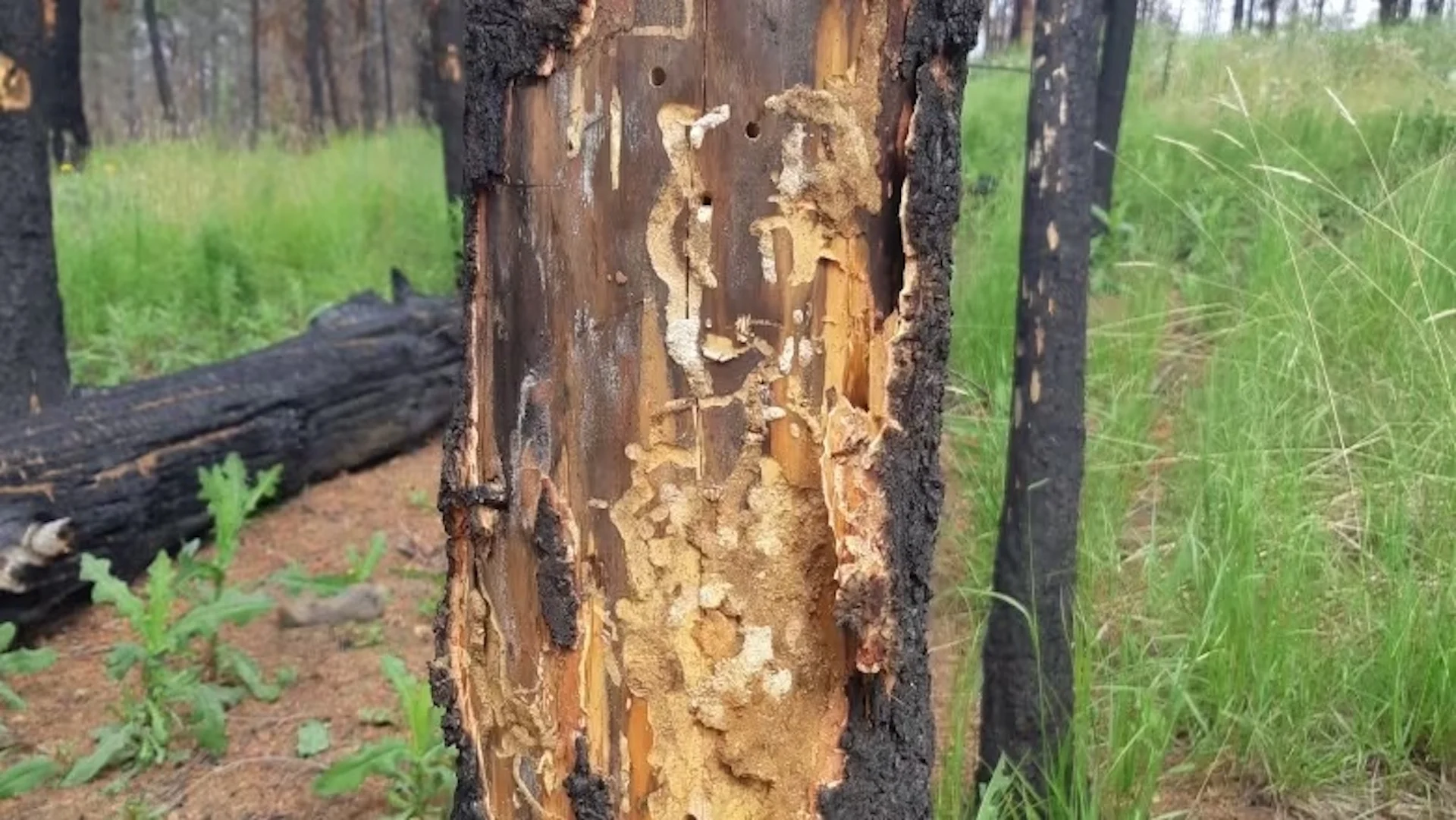 Some insects feast on burnt trees after wildfires, but that worries experts