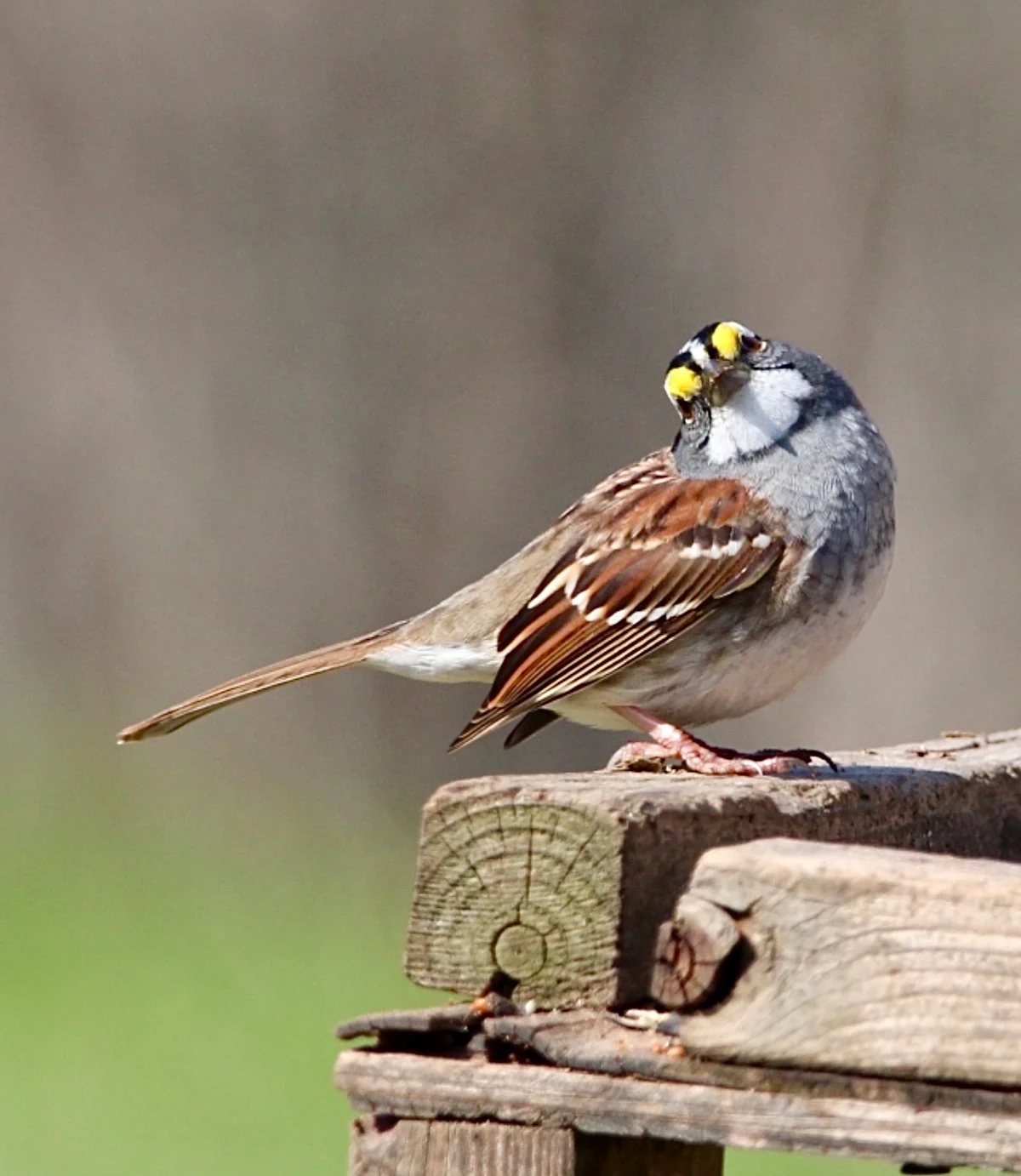 The birds and the breeze: Looking to birds to observe the weather - The ...