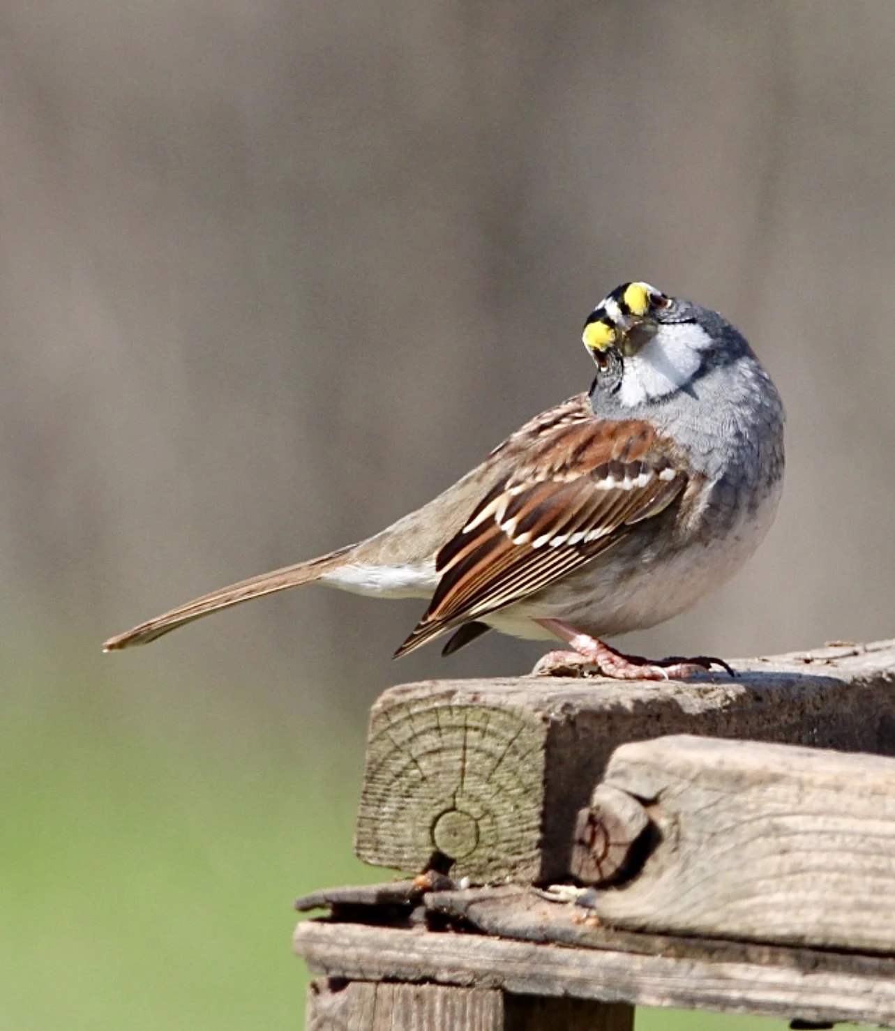 White-throated sparrow posing glamorously (Cindy Broderick/UGC)