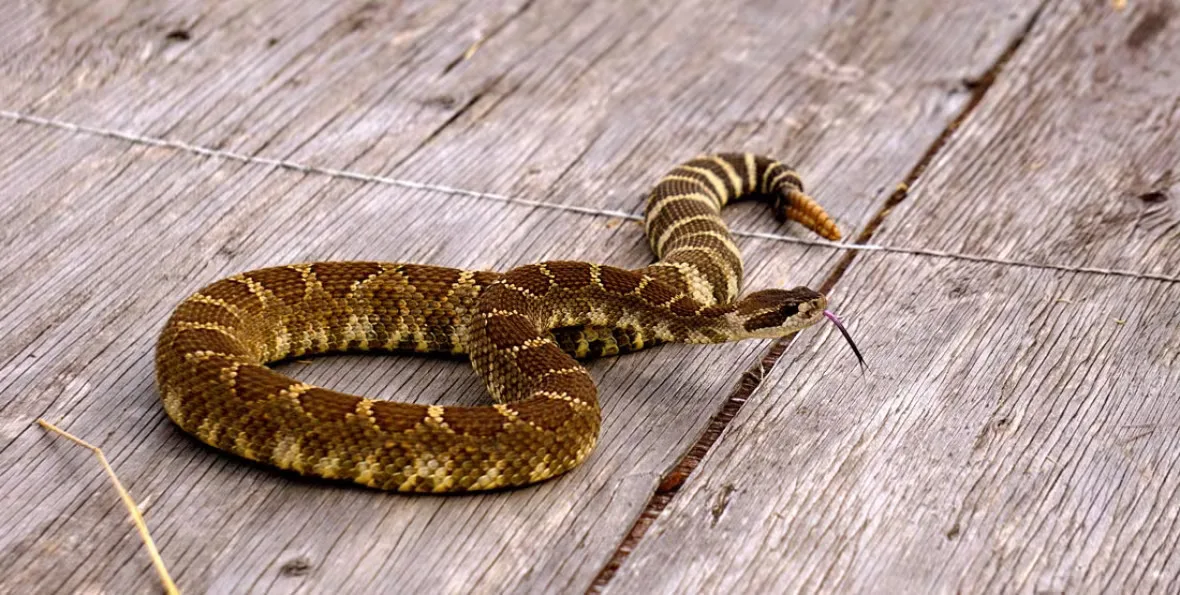 CBC: The Northern Pacific rattlesnake (Burke Museum)
