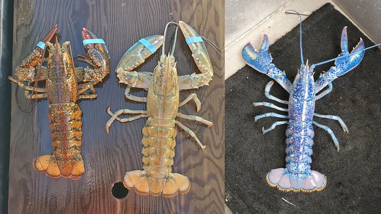 Canadian fisherman catches trifecta of rare lobsters in same season