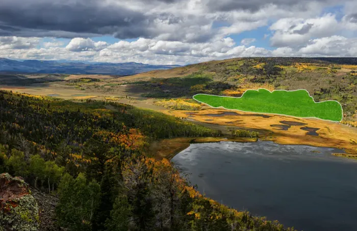 The world’s largest organism is slowly being eaten by deer