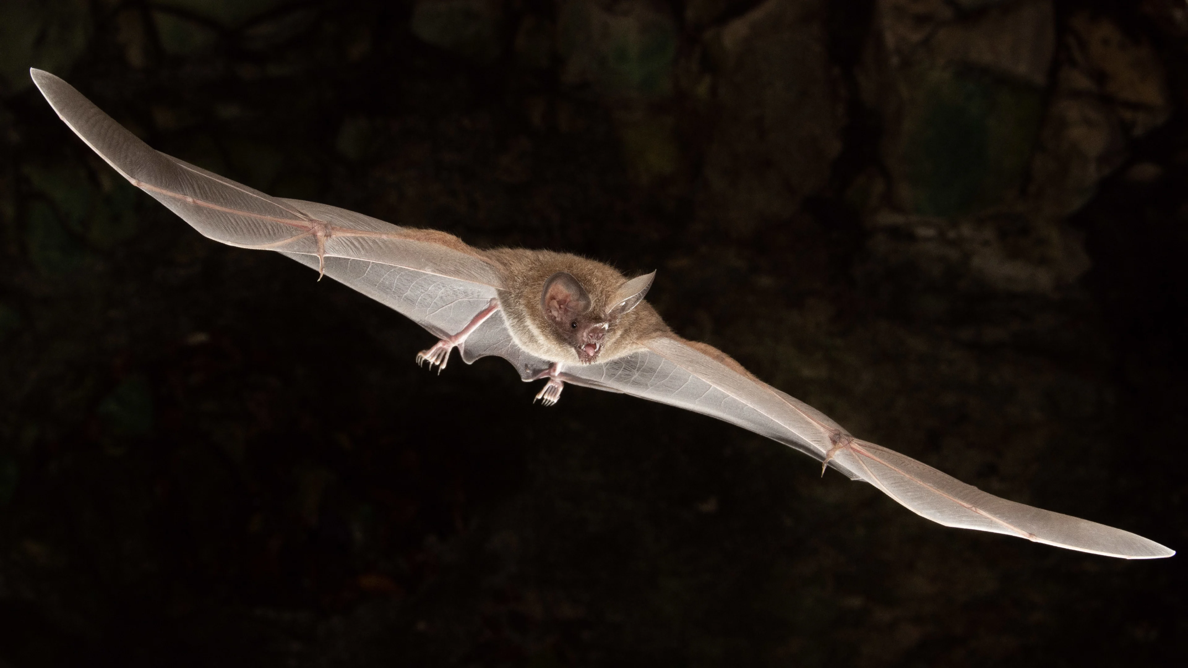 Fringe lipped-bat/ Charles M. Francis/Bat Conservation International