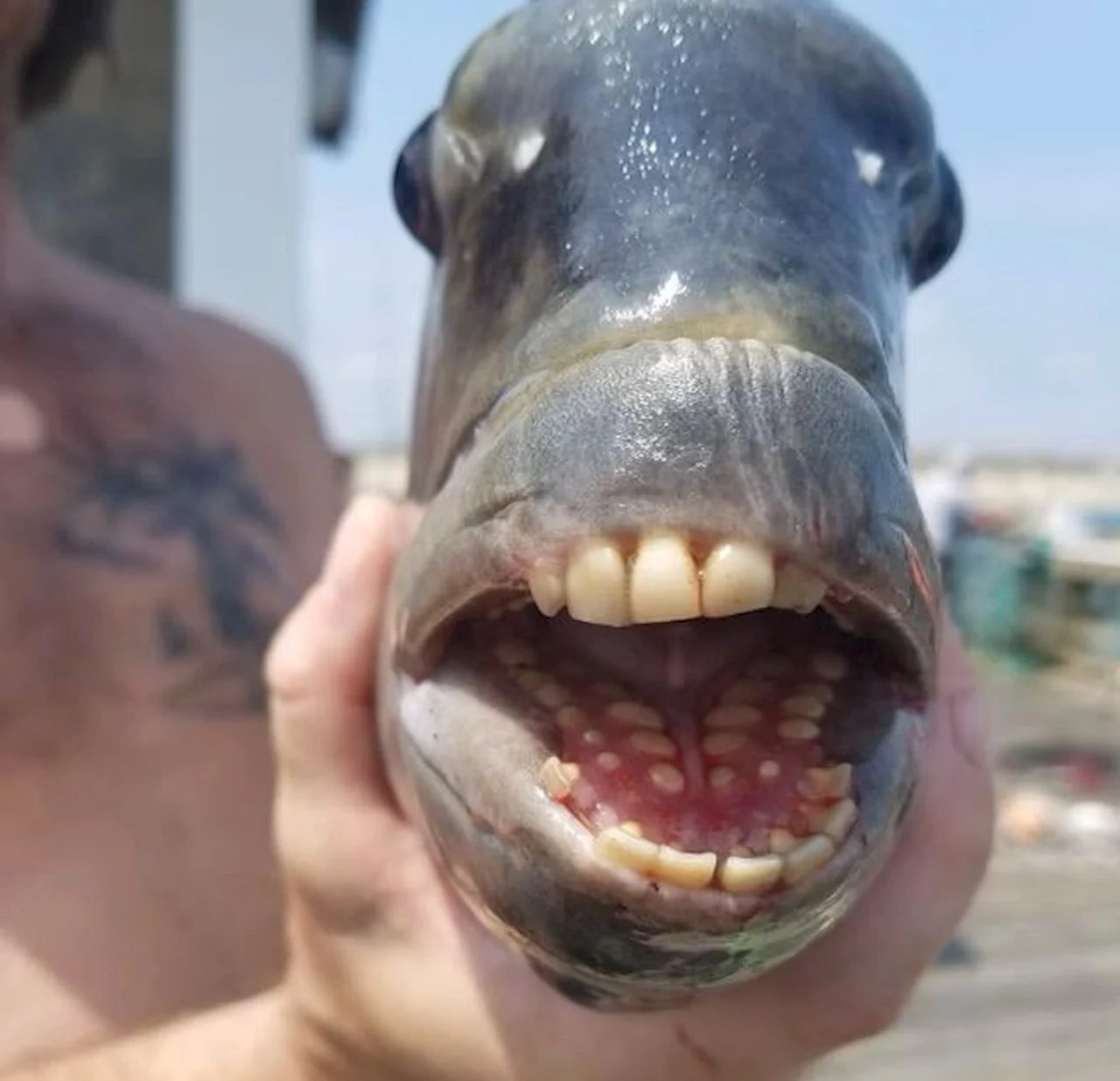Fish sporting human-like teeth charms angler, lights up social