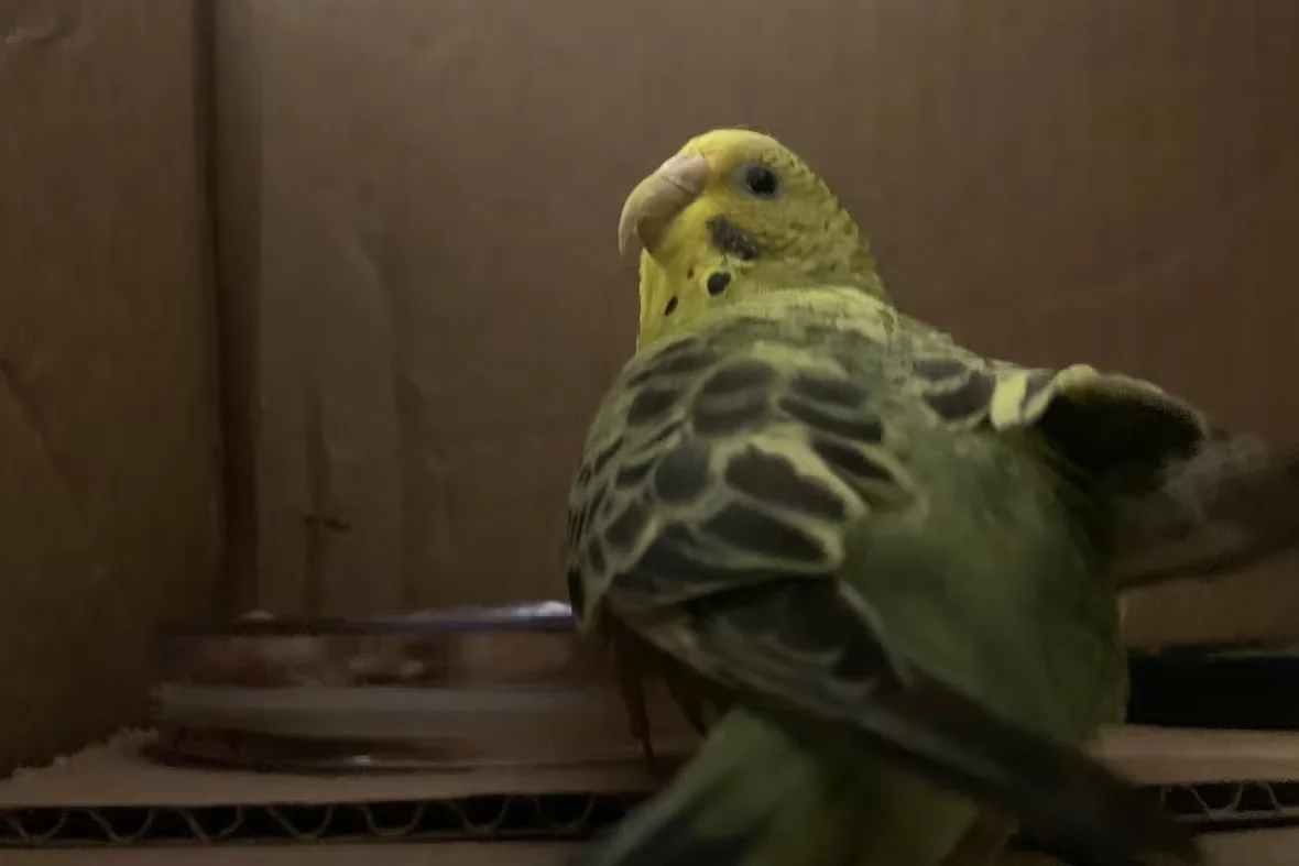 budgie-found-in-east-vancouver/David P. Ball/CBC