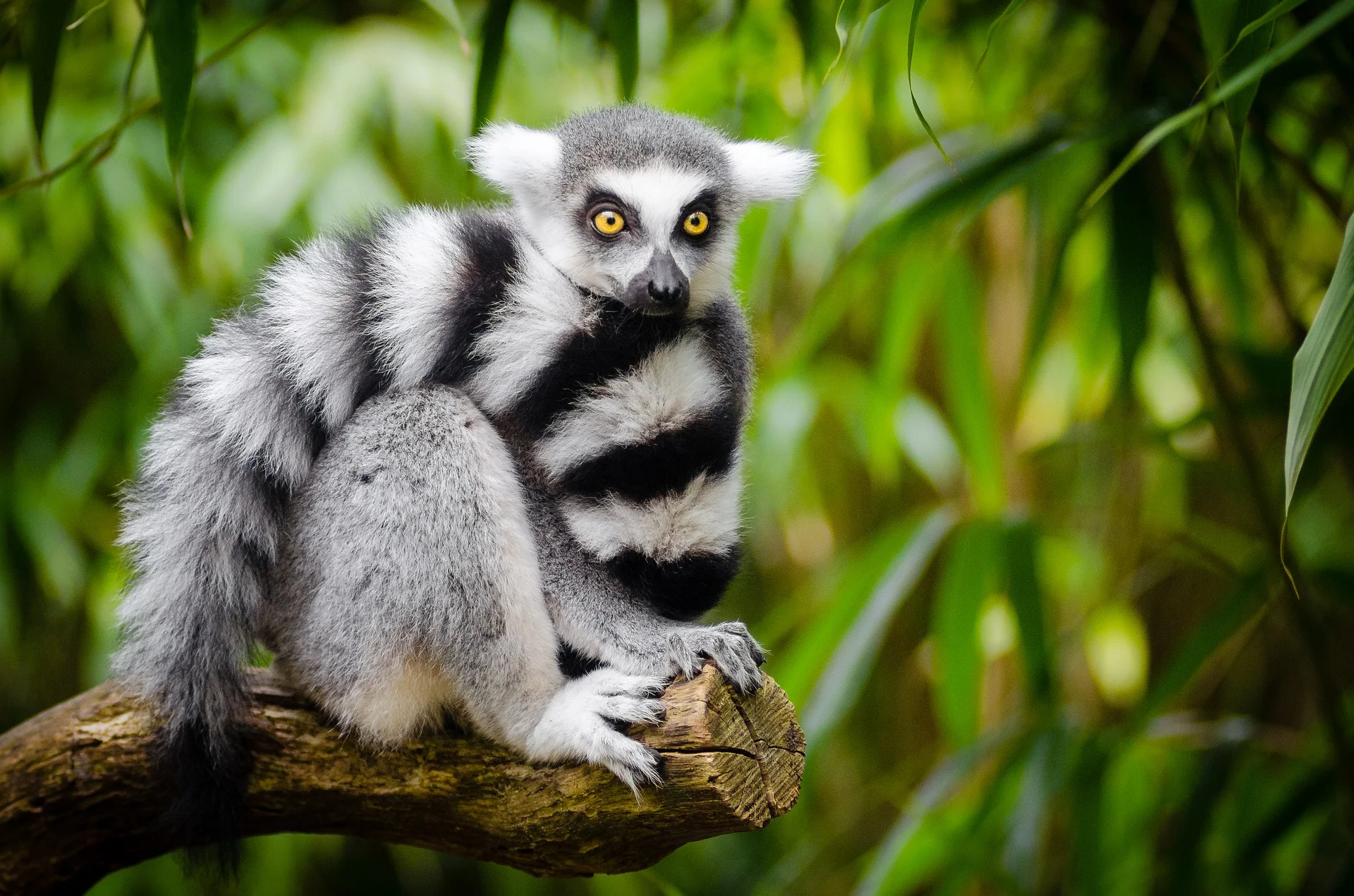 lemur from pixabay