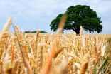 Global food chains vulnerable to disruption by climate change extremes