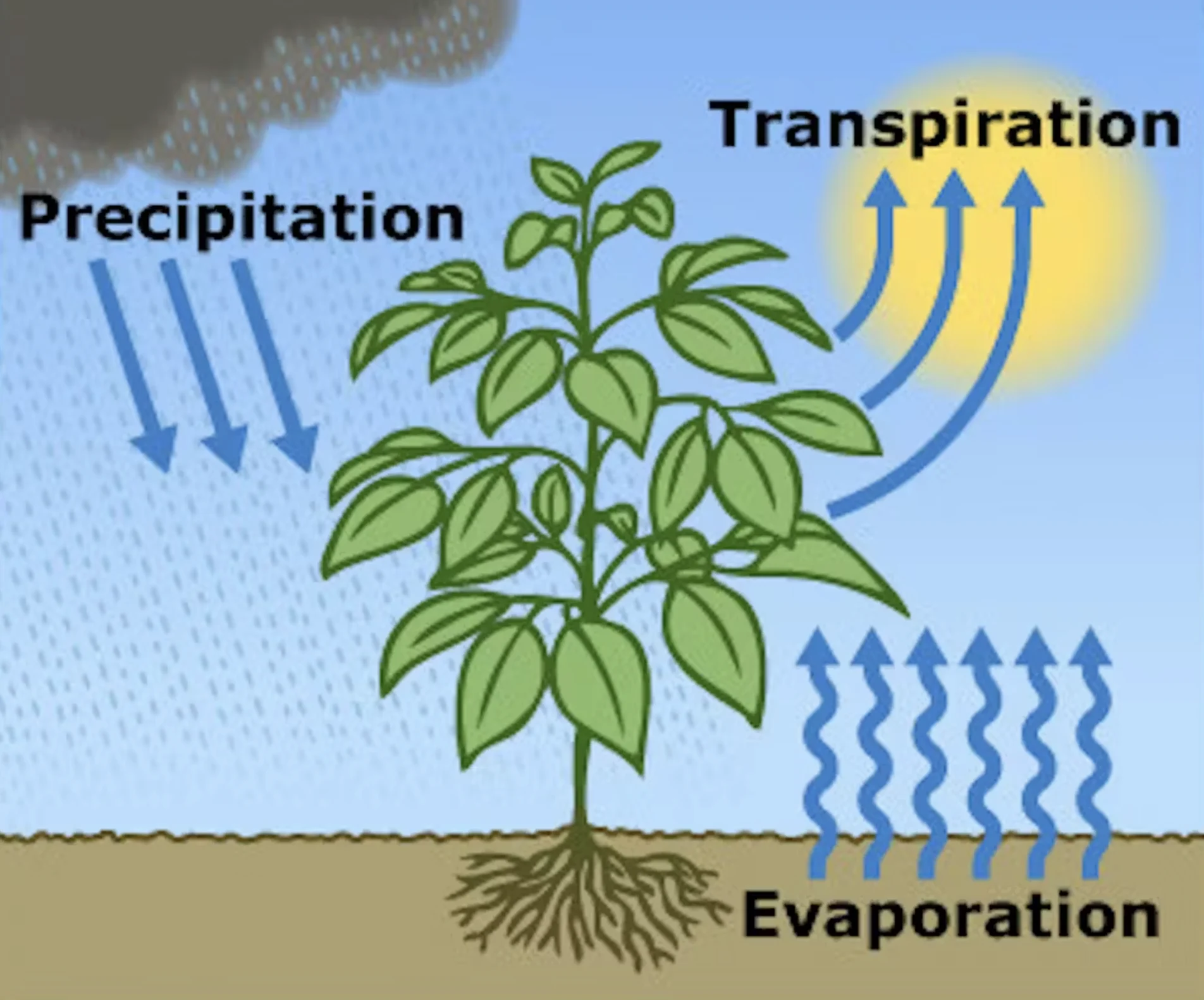 USGS: Water constantly circulates between soil and the atmosphere – sometimes directly, sometimes via plants. USGS
