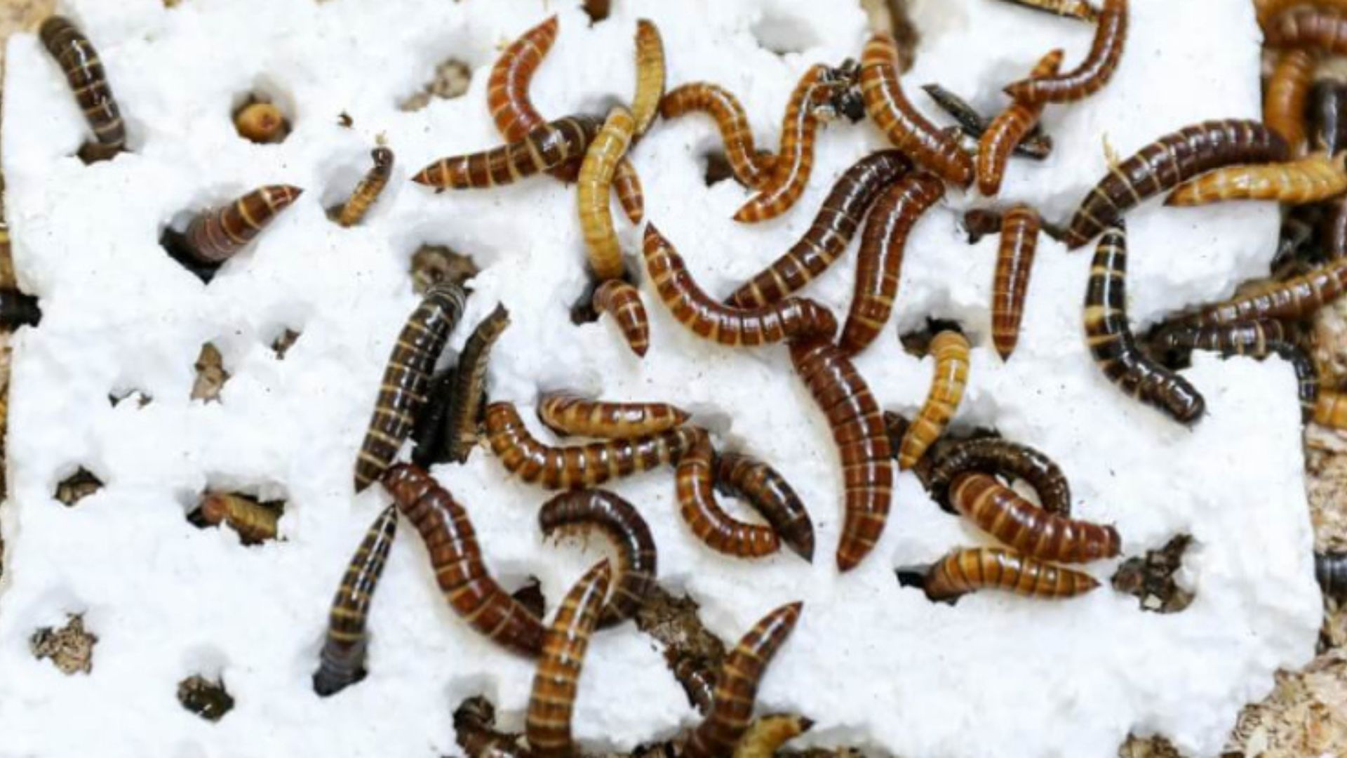 Scientists have discovered a plastic-eating insect - The Weather Network