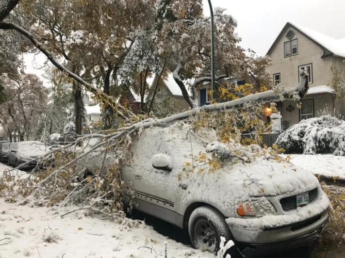 cbc tree down