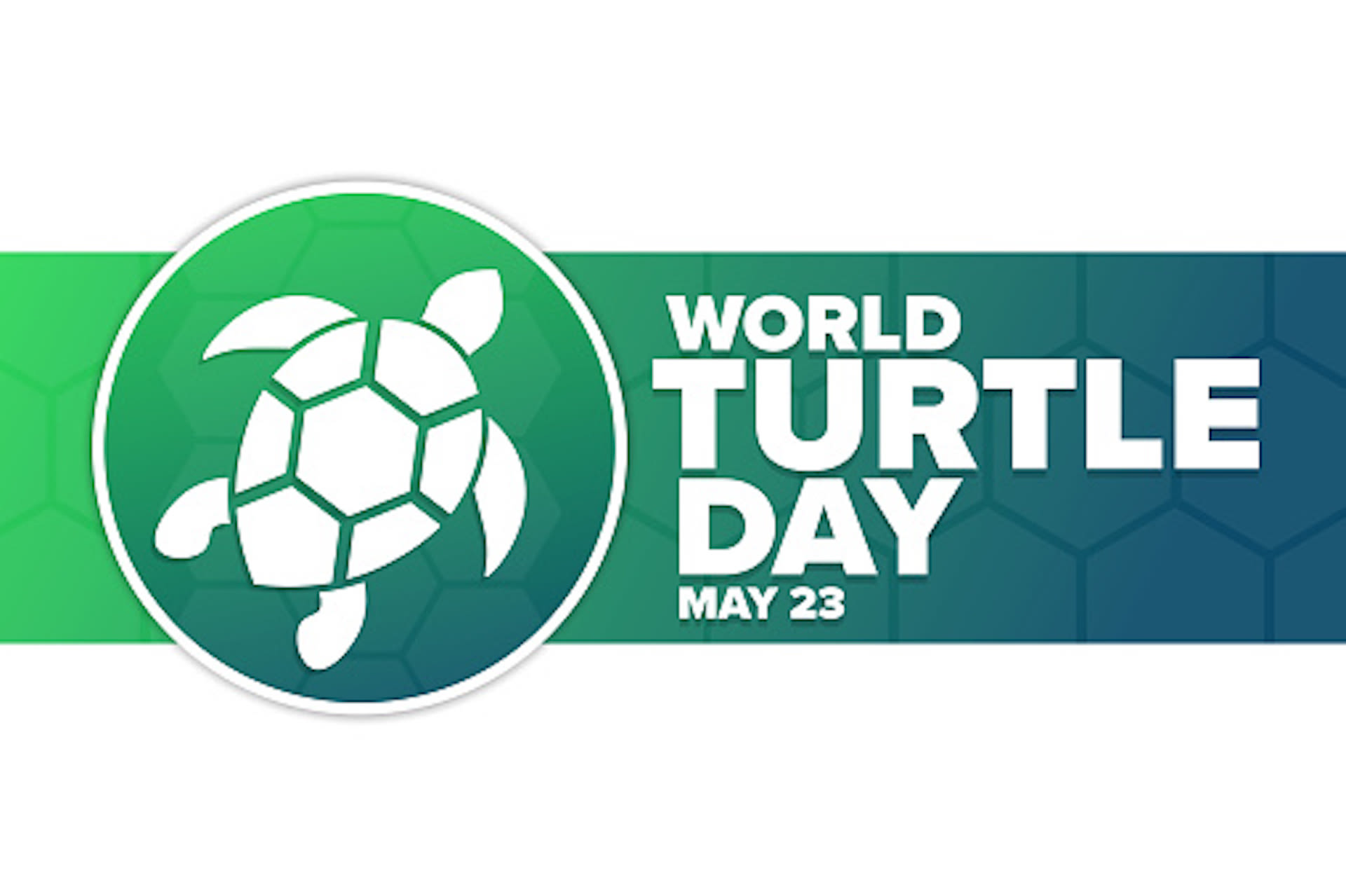 World Turtle Day: Road mortality a top threat in Canada in May and June ...