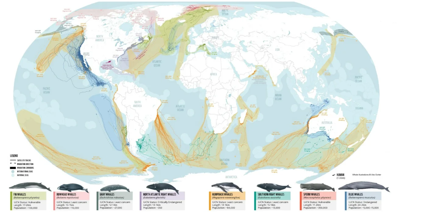 WWF carte baleines