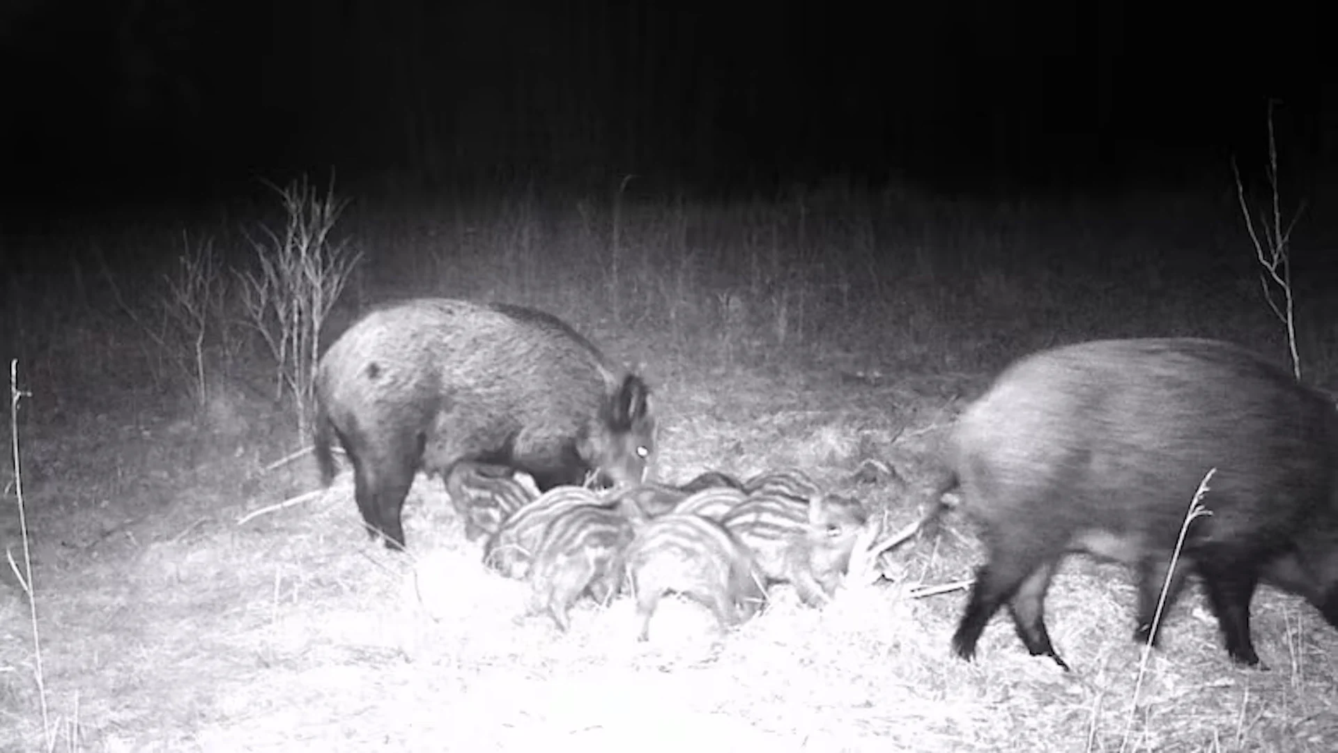 A 'tsunami of wild pigs' is encroaching parts of this Canadian province