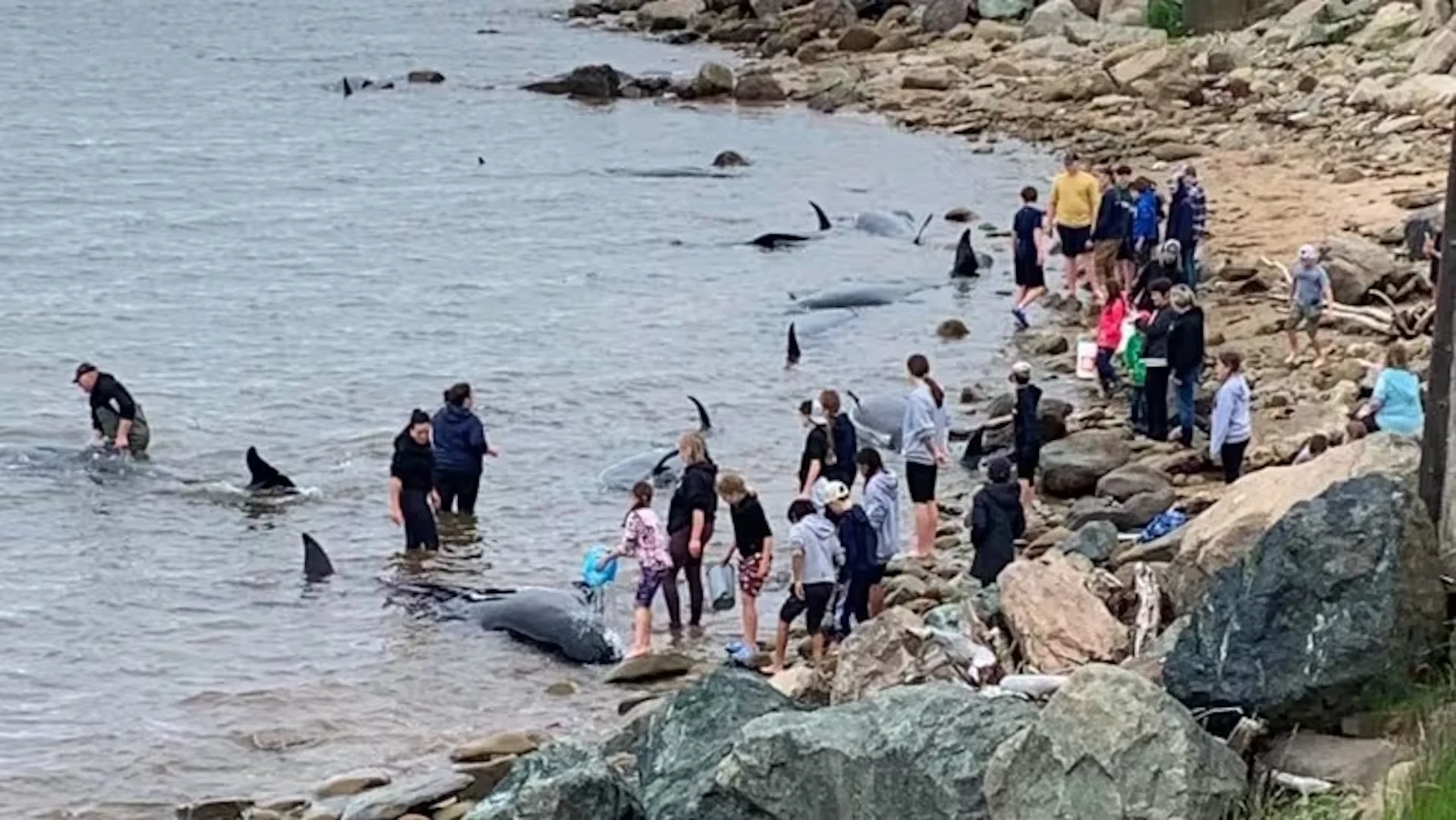 What to do when you spot a whale that's washed ashore