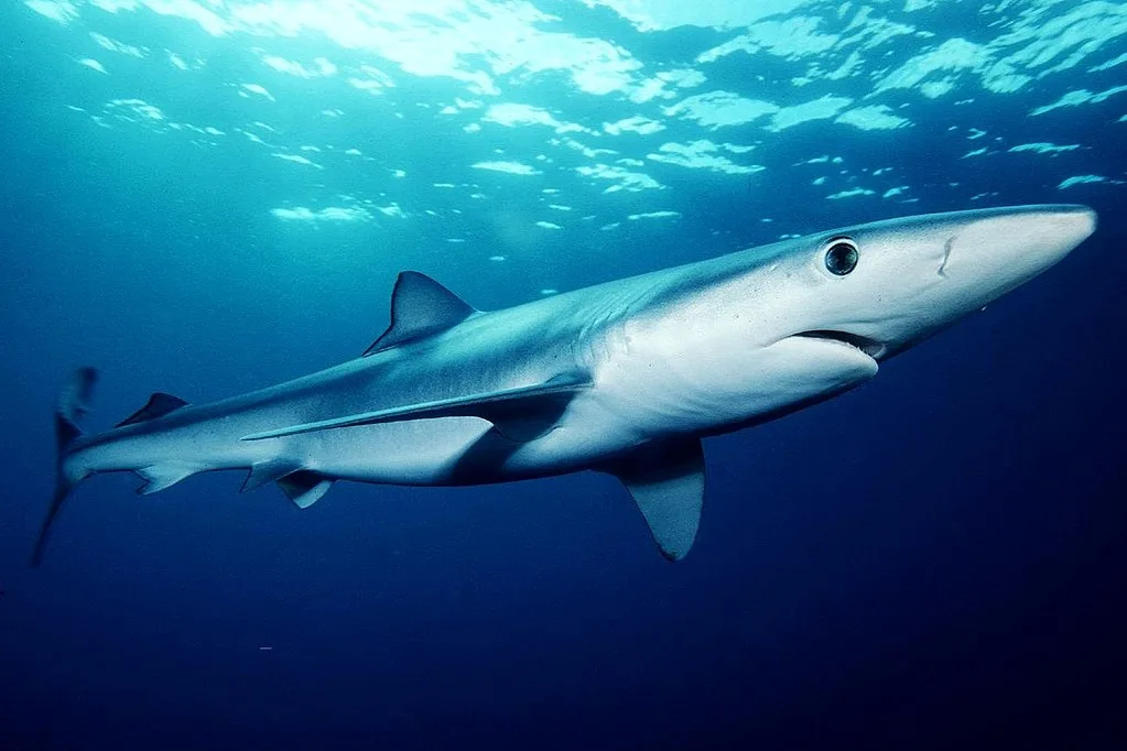 Meet our 10 favourite sharks that prowl off Canada's coasts