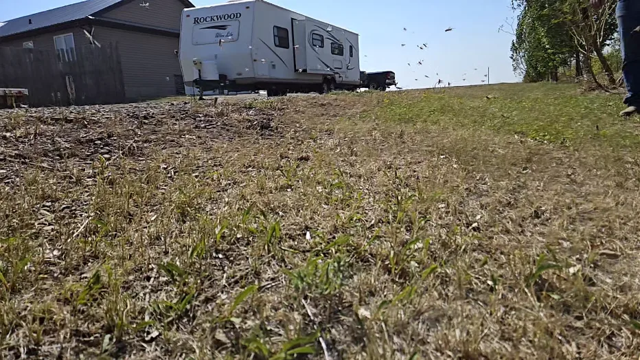 Grasshoppers fly like shrapnel every time Shane Hok walks through the areas on his farm that are still green. (Connor O'Donovan/TWN Calgary Bureau)