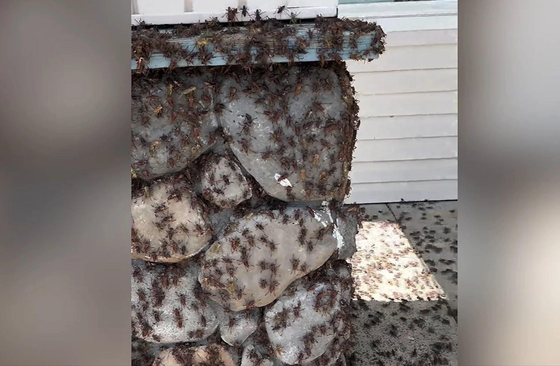 Skin-crawling footage from Nevada shows Mormon crickets covering everything! See the eerie footage, here
