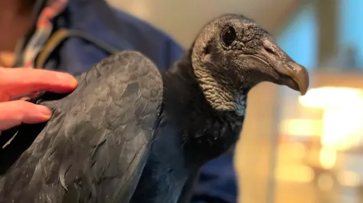 Black vulture, rarely spotted in Canada, rescued in New Brunswick